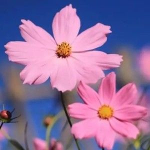 Meet your Posher, Bettie